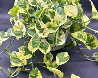 6” LIZARD QUEEN Pothos plant hanging EXCT basket - Highest Color - rare cultivar houseplant - yellow and green trailing foliage - home decor
