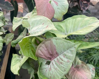 4” Milk Confetti Syngonium pot - multiple houseplants - pink splashy foliage plant - gorgeous home decor