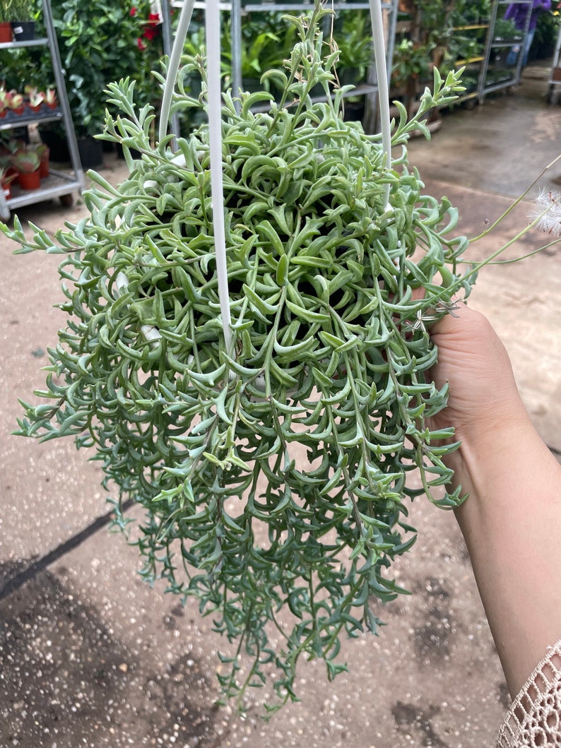 FastechPlants String of Dolphins