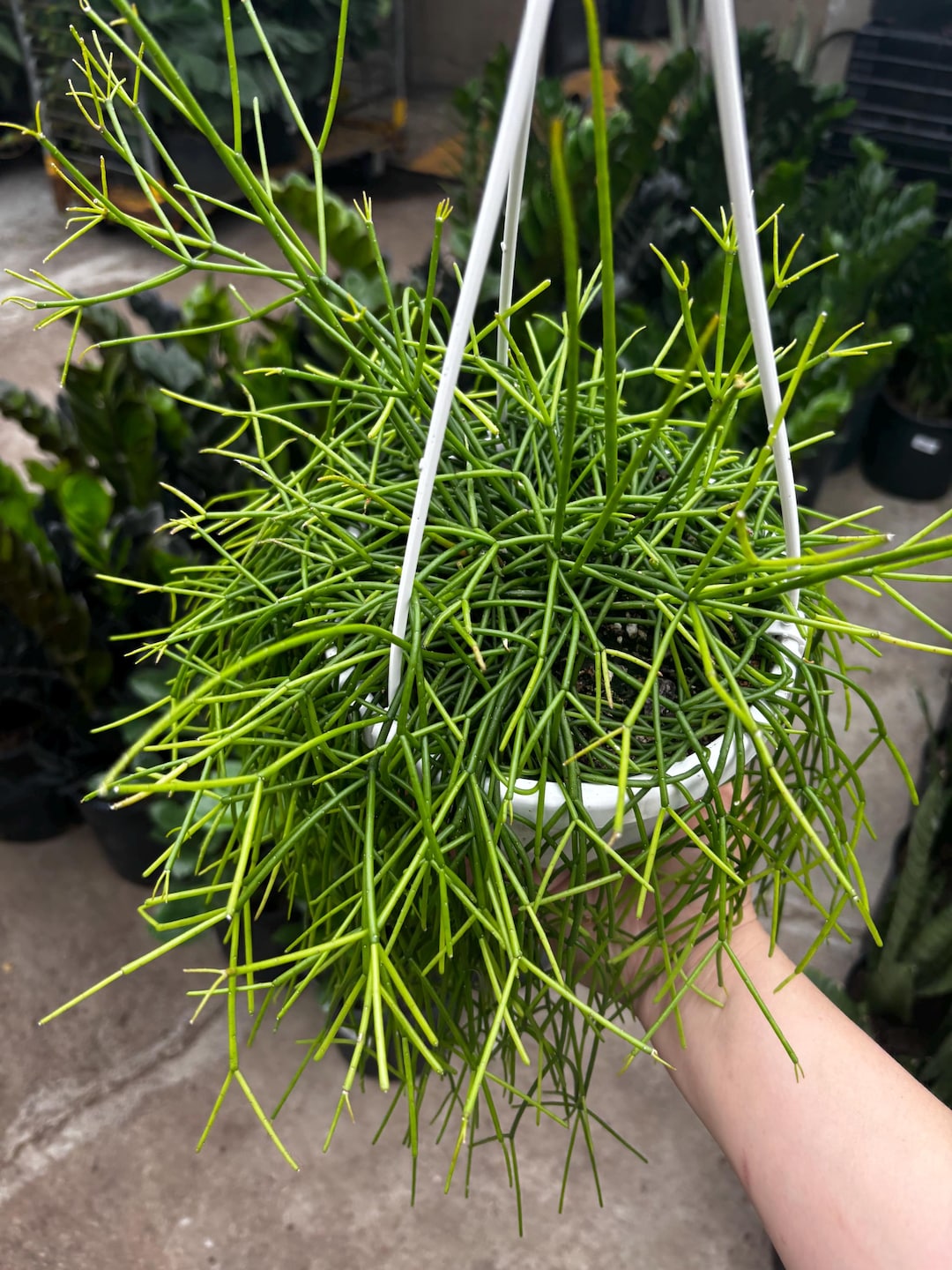 6” Rhipsalis Cashero Hanging Basket - Rooted Bushy Mistletoe Plant