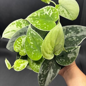 4” SILVERY ANN Scindapsus plant pot - Uncommon SILVER - fully rooted silver Pictus Satin Pothos houseplant - lovely home decor image 4