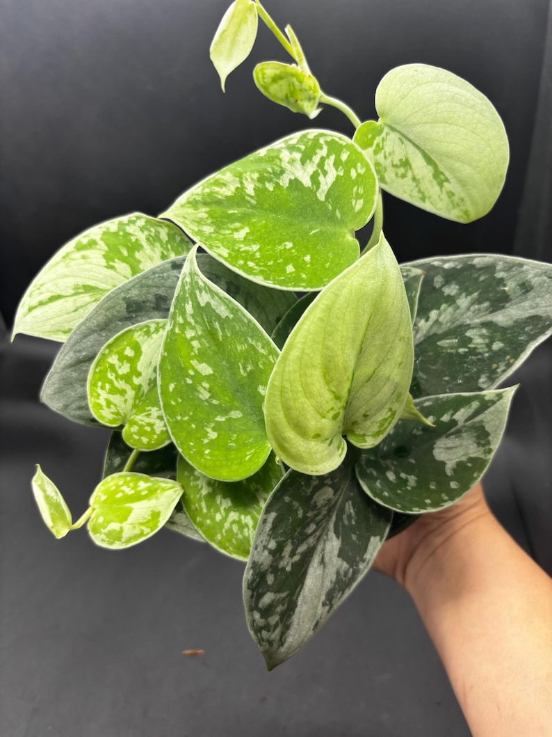 4” SILVERY ANN Scindapsus plant pot - Uncommon SILVER - fully rooted silver Pictus Satin Pothos houseplant - lovely home decor image 4