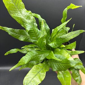 4” Crocodile Fern pot - Microsorum musifolium- reptile textured leaves houseplant - tropical plant - croc foliage - terrarium plant