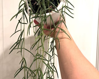 4.5” Hoya LINEARIS hanging EXACT basket “C” - super long trailing Porcelain Wax plant - easy care plant - full with several rooted sections