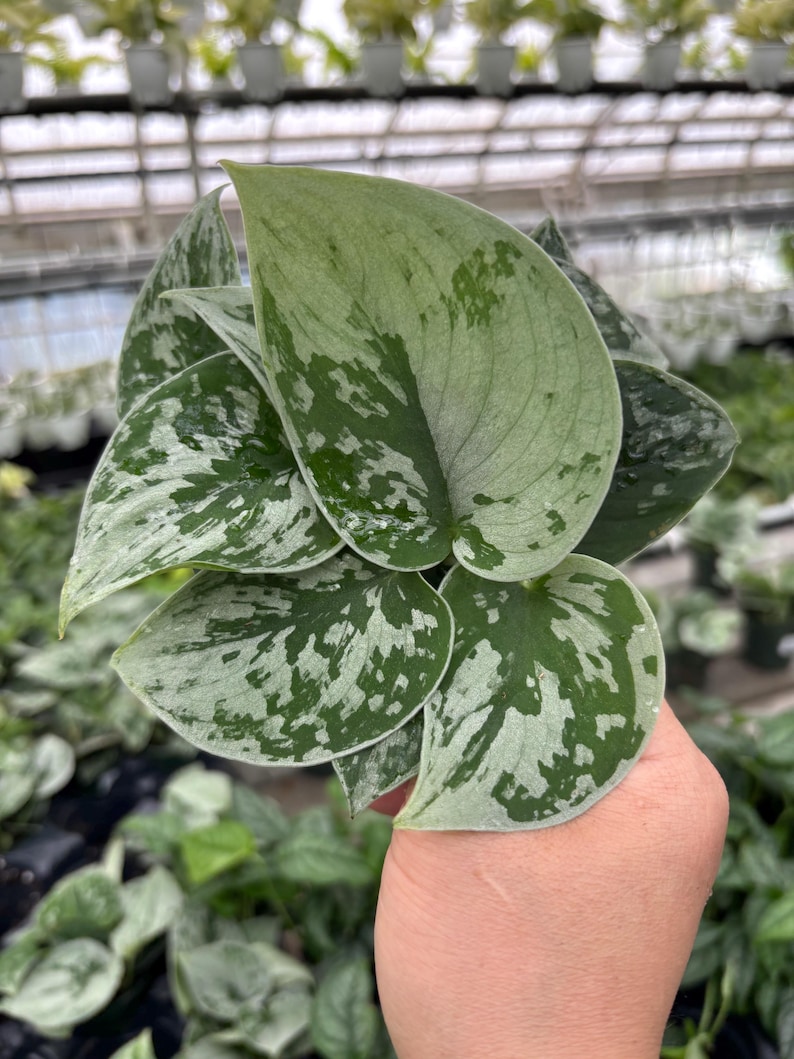 May include: Close-up of a Scindapsus pictus plant, also known as Satin Pothos, held in a hand. The leaves are a muted green with irregular silver variegation. The plant is in a greenhouse setting.