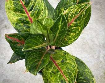 6” AGLAONEMA GREEN PAPAYA plant pot - Chinese Evergreen - rooted growth points - colorful houseplant - home decor - gift
