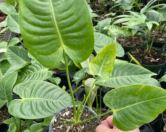 4” fully rooted Anthurium Veitichii pot