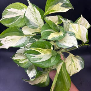 May include: A variegated pothos plant featuring heart-shaped leaves with a mix of deep green and creamy white patterns. The foliage is dense and lush, with distinct splashes of white variegation across the surface of each individual leaf.