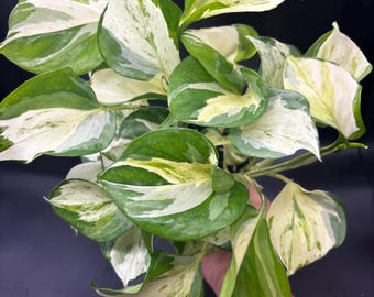 4” IVORY KNIGHT Pothos pot - RARE lush new cultivar Epipremnum Aurea different from Manjula - big round yellow foliage - trailing houseplant