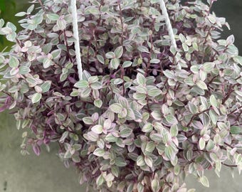 4.5" Callisia Repens hanging basket bushy Houseplant - PINK Panther Lady - rooted PURPLE plant - home decor - lovely GIFT plant - easy care