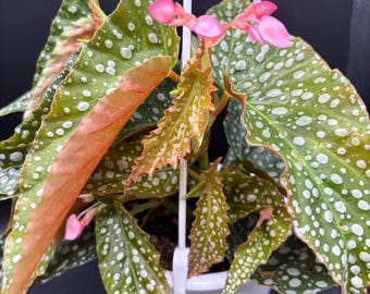 4.5” White Ice Begonia plant hanging basket - polka dot - falling snow - holiday - beginner friendly - spotted home decor - PINK FLOWERS