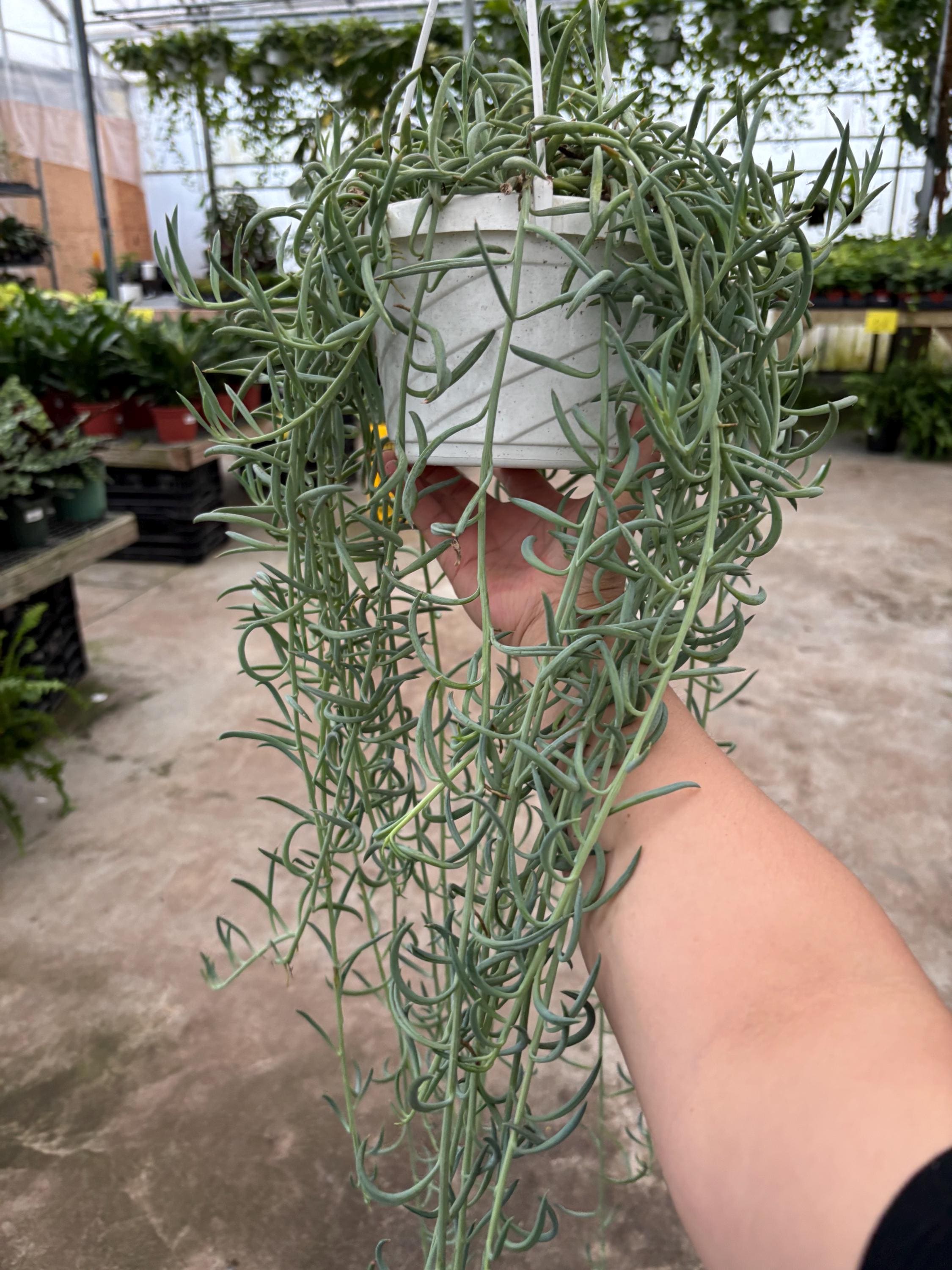 6 String of Fish Hooks Hanging Basket - Uncommon Trailing & Fully Rooted  String of Things Plant - Lush Succulent- Low Maintenance - Gift - Etsy
