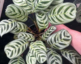 4” Ctenanthe Burle- Marxii Never Never plant pot - Fishbone Prayer foliage - standout home decor - pet friendly