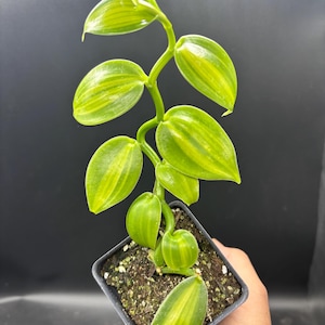 3” AUREA VANILLA ORCHID plant pot - rooted houseplant - yellow stripe with green foliage - rare home decor - low maintenance