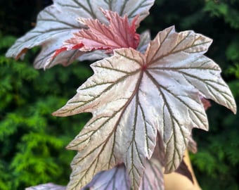 4” MATURE BEGONIA LAMOON plant pot - 5+ leaves guaranteed - iridescent pink serrated foliage leaves - U.S. Grown - recommend ups 2 Day Air
