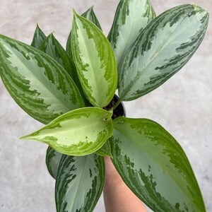 May include: Overhead view of a potted Aglaonema plant. The leaves are a mix of light and dark green, with a silvery-white pattern. The leaves are long and pointed, with a glossy texture. The plant is in a black pot.