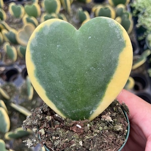 May include: A heart-shaped Hoya kerrii plant with a vibrant green center and a yellow border, potted in a small green container with soil. The plant's unique shape and color make it a striking addition to any indoor garden. Other similar plants are in the background.