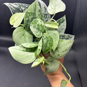 4” SILVERY ANN Scindapsus plant pot - Uncommon SILVER - fully rooted silver Pictus Satin Pothos houseplant - lovely home decor image 2