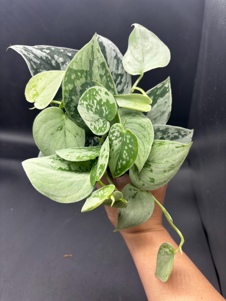 4” SILVERY ANN Scindapsus plant pot - Uncommon SILVER - fully rooted silver Pictus Satin Pothos houseplant - lovely home decor image 2