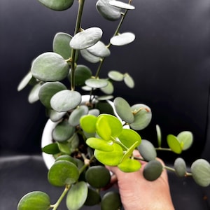 May include: A close-up of a Hoya plant with round, green leaves. The plant is in a white pot against a dark background. The leaves vary in shades of green, with some appearing lighter and brighter.