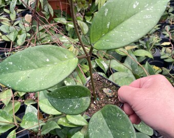 Hoya Fungii x Publicalyx pot; fully rooted and trailing