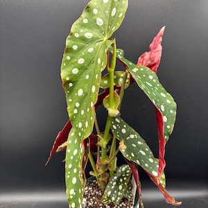 May include: A potted Begonia maculata plant with large, green leaves speckled with white spots. The undersides of the leaves are red. The plant is in a white pot with a green rim, set against a dark background.
