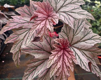 BEGONIA LAMOON GALLON plant pot - 2 plants guaranteed - iridescent pink serrated foliage leaves - U.S. Grown - recommend ups 2 Day Air