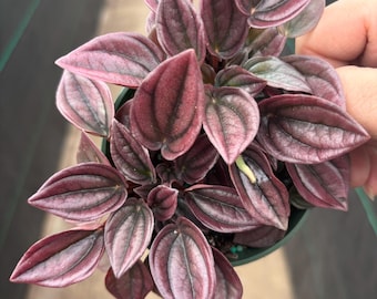 4” CAYENNE Peperomia plant pot - deep purple red green heart shaped foliage - compact houseplant - home decor