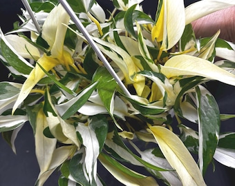 6” MUTANT MANJULA Pothos hanging basket - RARE Epipremnum Aurea - rooted strands - yellow white green foliage - houseplant - home decor