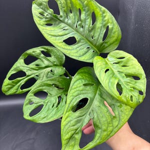 4” Monstera Adansonii pot - Swiss Cheese plant - low maintenance houseplant - home decor foliage - classic plant - holes everywhere