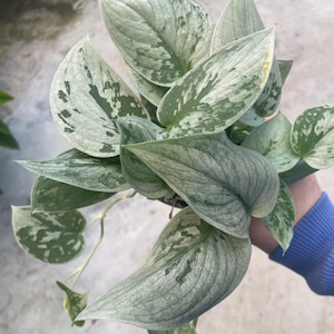 May include: Close-up of a Scindapsus pictus plant, also known as Satin Pothos. The leaves are a mix of green and silver, with a textured appearance. The plant has a trailing habit, with long stems and heart-shaped leaves.