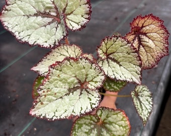4” MOONLIT PEARL Emma’s Evolution Begonia pot - silvery red color leaves foliage - flower houseplant - gift