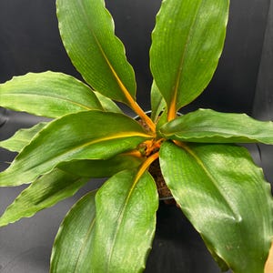 May include: A potted plant featuring broad, glossy green leaves with prominent, vibrant orange midribs and stems. The foliage is arranged in a radial pattern, radiating from a central point where the bright orange stems meet the base of the leaves.