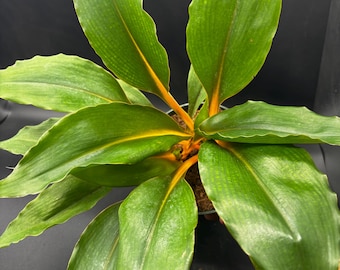 6” Chlorophytum Amaniese ‘Orange Mandarin’ plant pot - Fire Flash houseplant - vibrant orange stems - Fire Glory home decor
