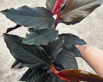 6” RHODOSPATHA ROJO plant pot - uncommon - deep green with purple - easy to grow houseplant - home decor - gift