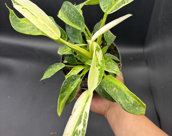 4” EXACT JOSE BUENO Philodendron pot - multiple plants in - established houseplant - shades of yellow white green foliage - rare home decor