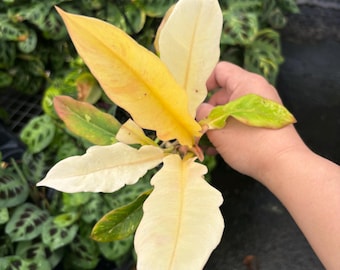 May include: A Philodendron plant featuring variegated foliage with a mix of creamy white, bright yellow, and light green lance-shaped leaves. The plant displays a distinct color gradient across its smooth, pointed leaves, showcasing a vibrant contrast between the pale cream sections and the soft green tones.