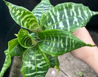 4” DRACAENA GOLDIEANA plant pot - Zebra Striped Dragon Tree - unique foliage leaves - home decor houseplant