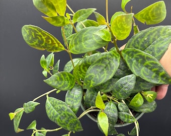 4” BLACK PAGODA plant pot - LIPSTICK Aeschynanthus longicaulis houseplant - cool patterned leaves - trailing home decor
