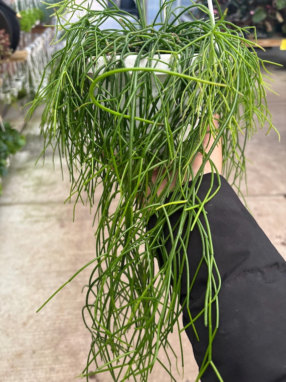 6” Rhipsalis Cashero Hanging Basket - Rooted Bushy Mistletoe Plant