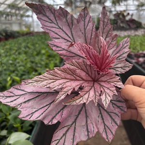 Iridescent Begonia - Etsy