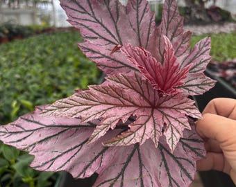 Begonia Cucullata Variegated - Etsy