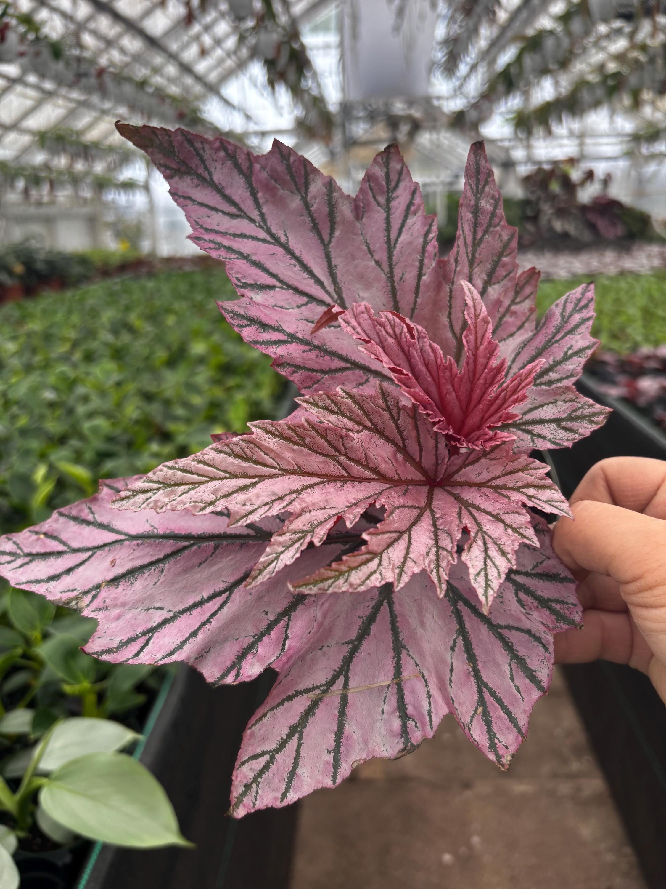 4” Rare BEGONIA LAMOON Plant Pot - Iridescent Pink Serrated