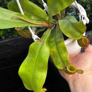 May include: A vibrant green pitcher plant in a white hanging pot. The plant features large, elongated leaves and several pitcher-shaped traps with reddish-brown accents. The plant is suspended by white cords, showcasing its unique form.