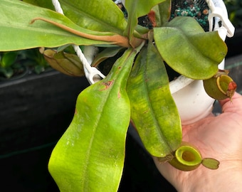 4.5” NEPENTHES AMPULLARIA ‘Green Lip’ hanging basket - Carnivorous Pitcher plant leaves - houseplant - home decor - bright yellow pitchers