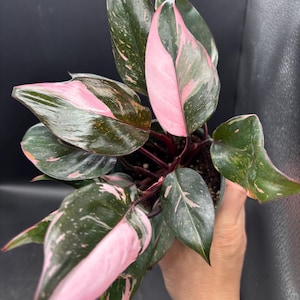 May include: A Pink Princess Philodendron plant with dark green leaves speckled with white and vibrant pink variegation. The plant is in a small pot, showcasing its colorful foliage. The leaves have a heart shape.