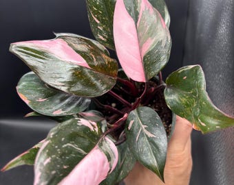 4” PINK PRINCESS Philodendron plant pot - high variegation and rooted - houseplant - bright pink foliage - home decor - perfect gift