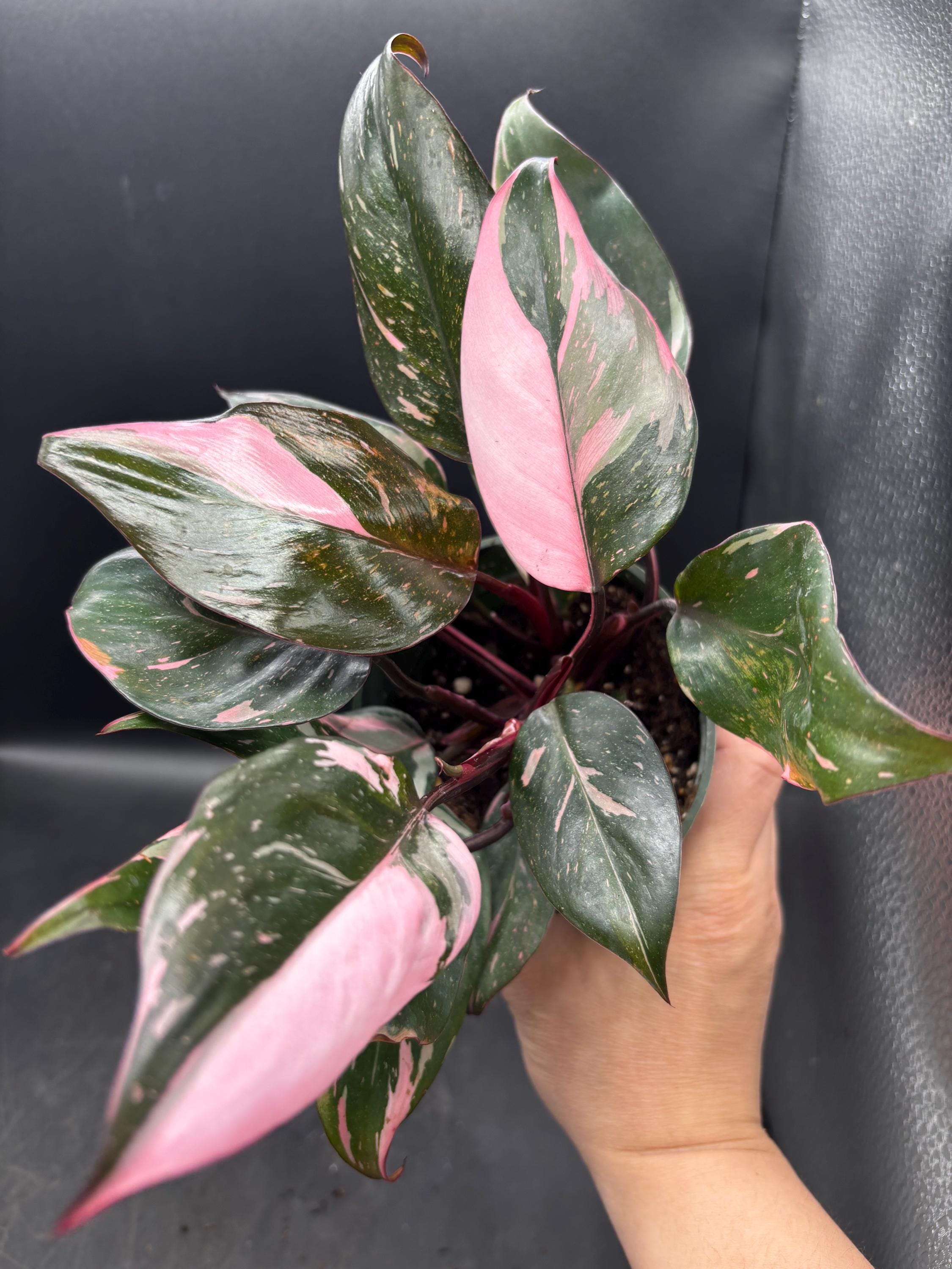 Variegated Black Zz Pink - Etsy
