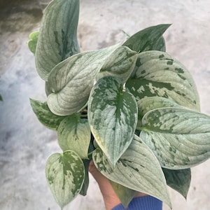 May include: A close-up of a houseplant with large, textured leaves. The leaves are primarily a silvery-green color with darker green variegation. The plant has a lush, full appearance, and the leaves have a slightly velvety texture.