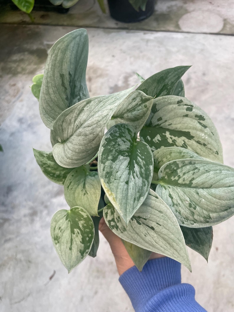 May include: A close-up of a houseplant with large, textured leaves. The leaves are primarily a silvery-green color with darker green variegation. The plant has a lush, full appearance, and the leaves have a slightly velvety texture.
